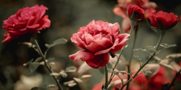 Guller-ve-Gunahlar-15.-Bolum-Fragmani-Yayinlandi-Ask-Yeniden-Alevleniyor-featured