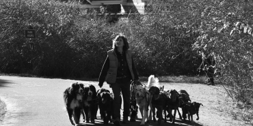 Kopek-Baligi-Katliami-Her-Saat-11-Binden-Fazla-Hayvan-Oluyor-featured