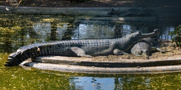 Chrome-Kullanicilari-Tehlikede-mi-Kritik-Acik-Acilen-Kapatilmali-featured